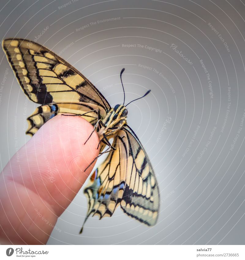 Schwalbenschwanz Finger Natur Tier Schmetterling Tiergesicht Flügel Insekt 1 ästhetisch frisch schön Vertrauen Tierliebe Leichtigkeit Wandel & Veränderung