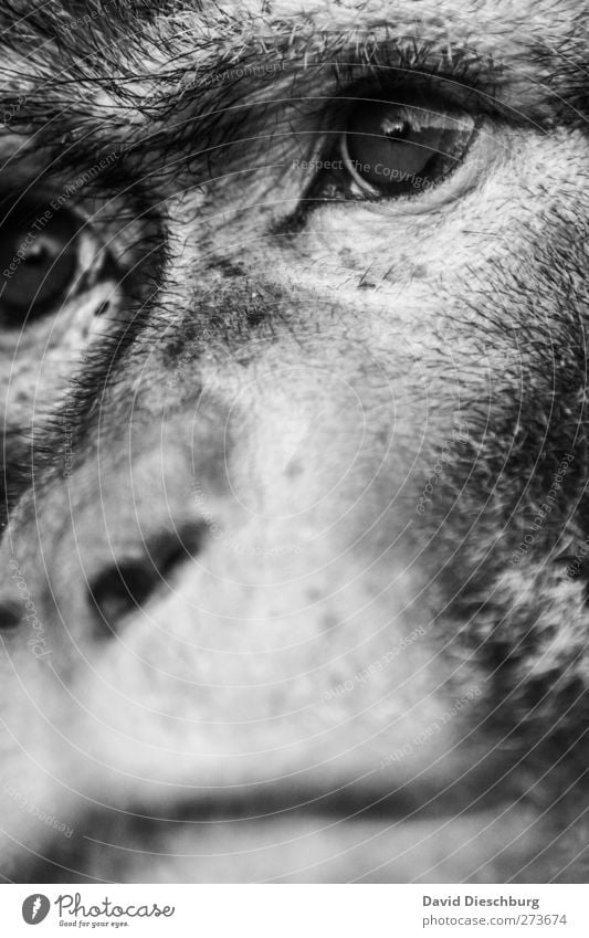 M/Dir garnicht so unähnlich Tier Wildtier Tiergesicht Zoo 1 Affen Auge Nase Schnauze Blick Traurigkeit Tierhaut makak Evolution Schwarzweißfoto Nahaufnahme