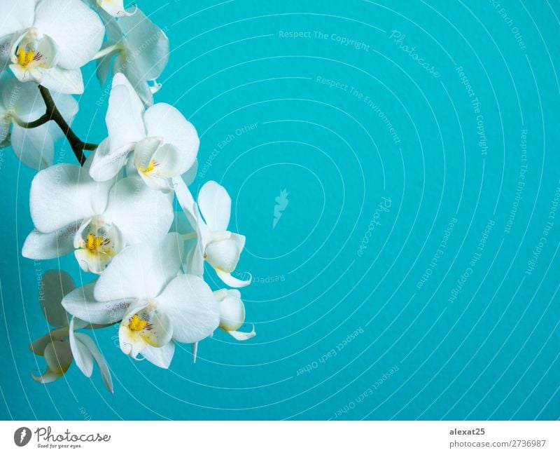 Weiße Phaleanopsis-Orchidee auf blauem Hintergrund mit Kopierraum exotisch schön Natur Pflanze Blume Blüte hell natürlich weiß Farbe Überstrahlung botanisch