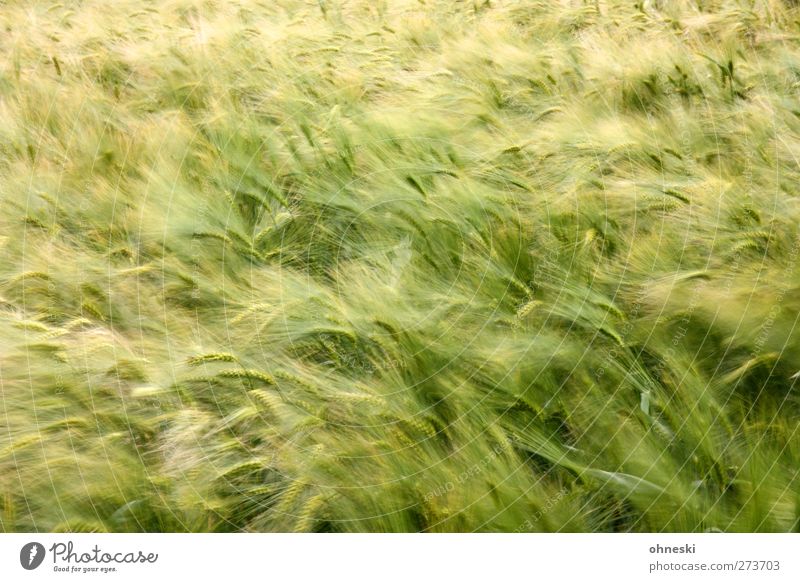 Bier im Frühstadium Getreide Nutzpflanze Feldfrüchte Gerste Gerstenfeld grün Farbfoto Außenaufnahme Menschenleer Textfreiraum oben Unschärfe Bewegungsunschärfe