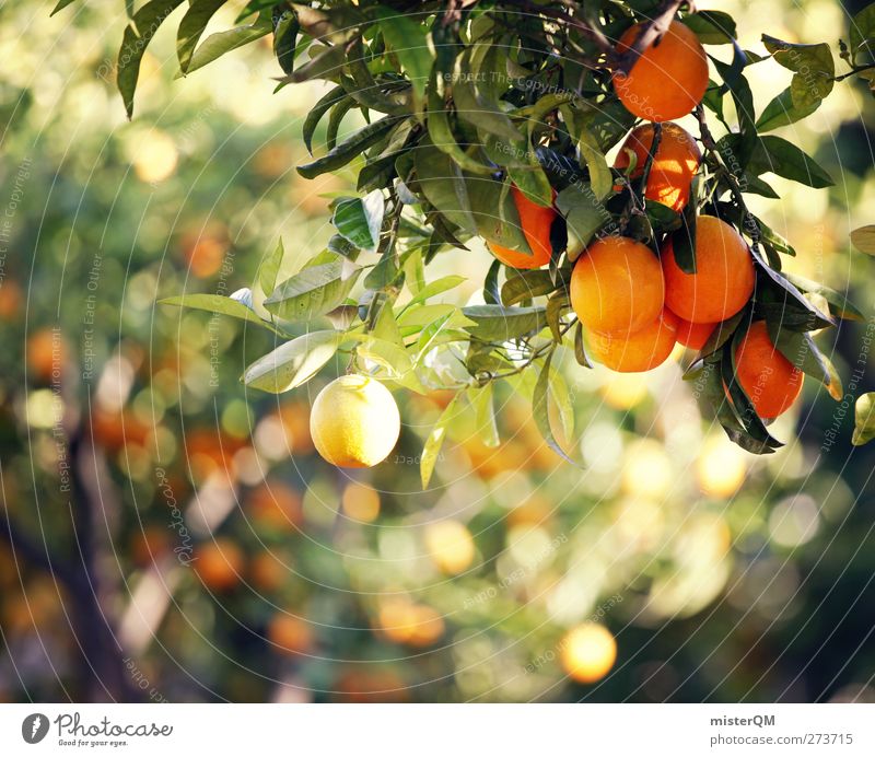 Orange Garden IX Umwelt Natur ästhetisch Orangensaft Orangenhaut Orangenbaum Orangerie Frucht Südfrüchte reif ökologisch Bioprodukte Biologische Landwirtschaft