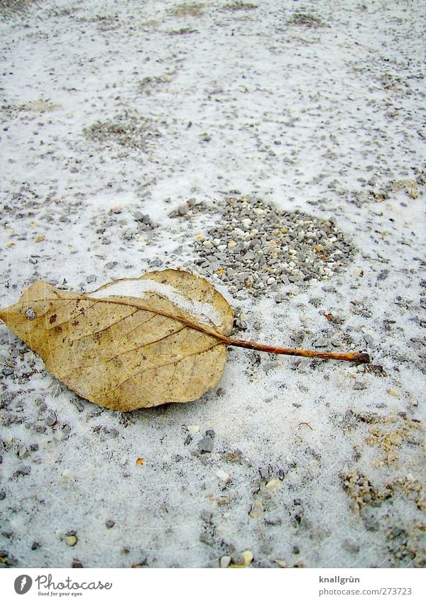 Spuren Umwelt Natur Pflanze Erde Winter Eis Frost Schnee Blatt frieren liegen fest kalt natürlich braun grau weiß Gefühle Stimmung Einsamkeit Ende