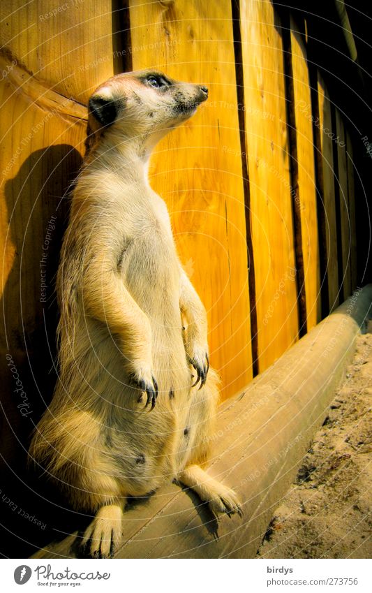 Ein aufrecht stehendes Erdmännchen auf Beobachtungsposten 1 Tier Manguste beobachten Suricata suricatta Blick lustig Neugier niedlich braun gelb Verantwortung