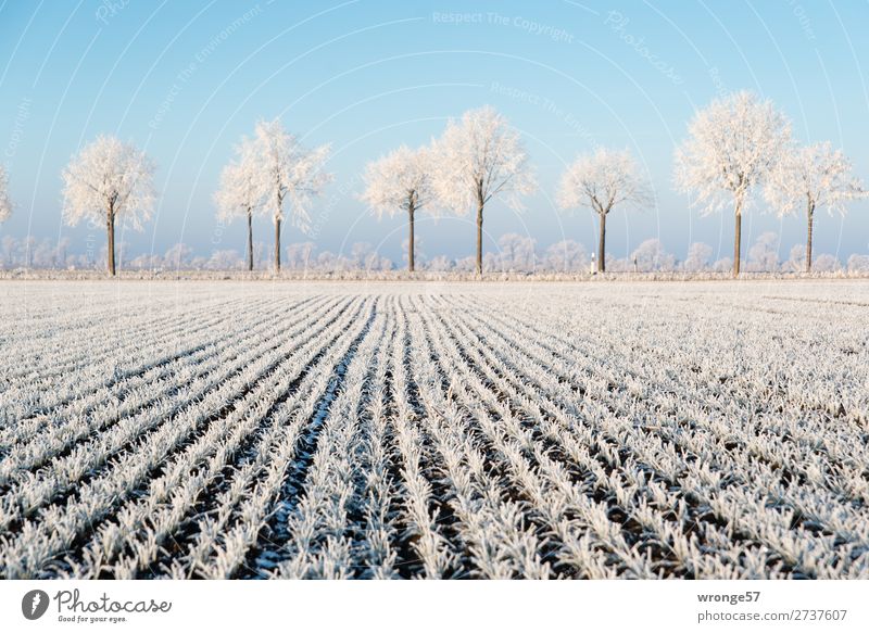 Winterlandschaft Umwelt Landschaft Pflanze Erde Luft Wolkenloser Himmel Schönes Wetter Eis Frost Baum Nutzpflanze Feld Börde kalt blau braun weiß Raureif