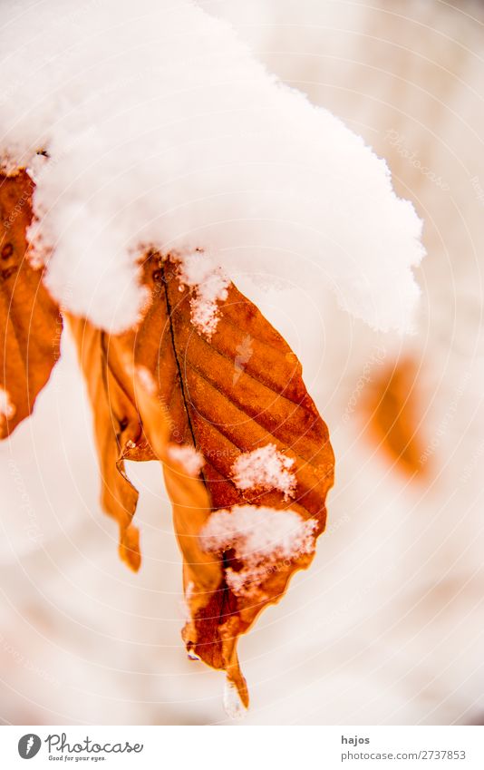 Buchenblatt im Schnee Winter Natur Schneefall Baum Blatt weiß Schneehaube verschneit verzuckert Wald Jahreszeit braun Farbfoto Außenaufnahme Nahaufnahme
