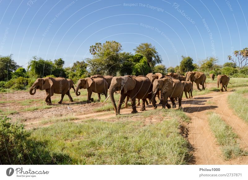 Herdenelefanten in der Savanne des Samburu Parks Spielen Ferien & Urlaub & Reisen Tourismus Safari Baby Familie & Verwandtschaft Natur Landschaft Tier wild Addo