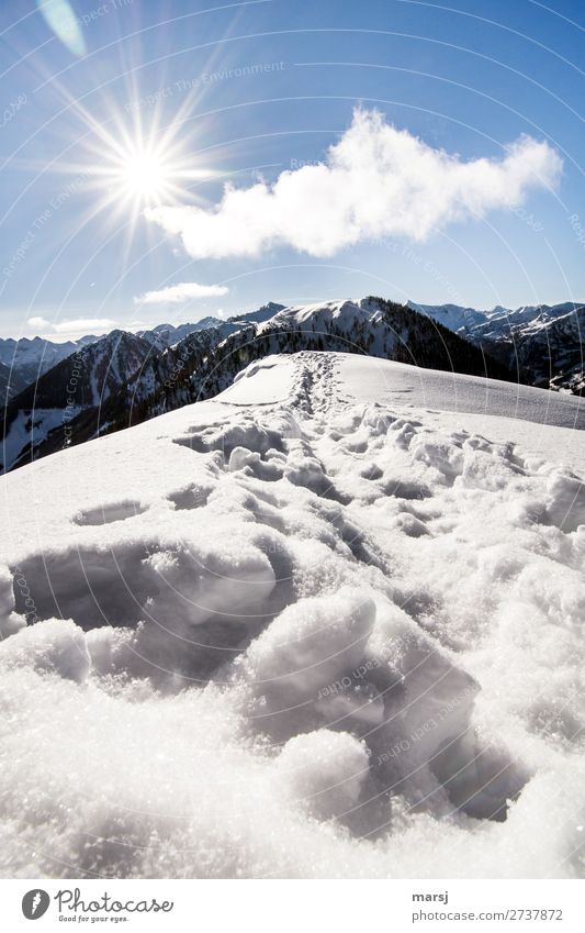 Und weiter gehts harmonisch Winter Schnee Winterurlaub Berge u. Gebirge wandern Natur Sonne Sonnenlicht Schönes Wetter Alpen Gipfel Schneelandschaft
