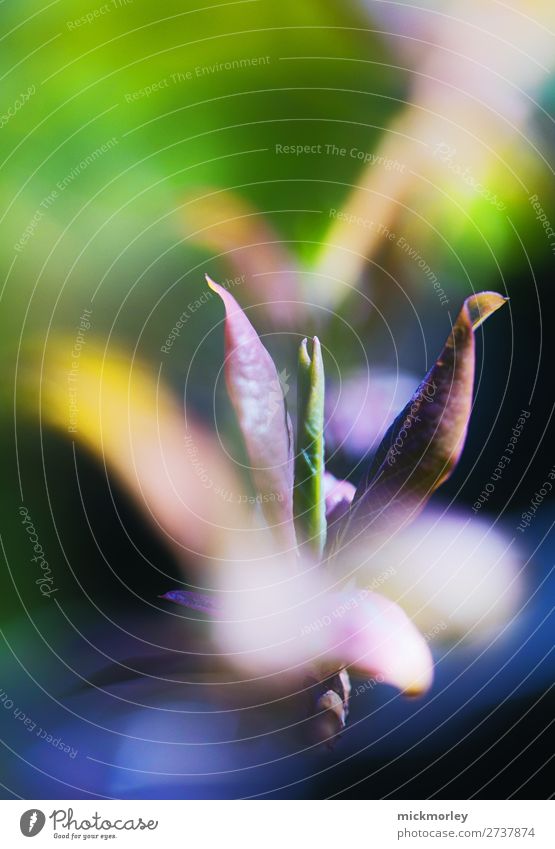 Frühlingserwachen schön Ausflug Umwelt Natur Sommer Schönes Wetter Pflanze Blüte Garten Park Wiese beobachten Blühend genießen träumen Wachstum Duft exotisch