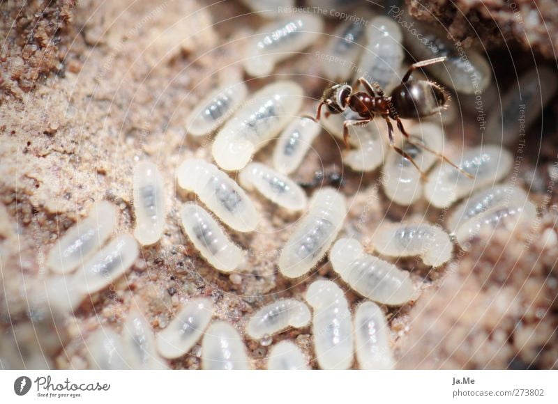 Die Qual der Wahl... Tier Wildtier Ameise Ameisenhügel Larve Tiergruppe Arbeit & Erwerbstätigkeit wählen braun weiß Farbfoto Außenaufnahme Nahaufnahme