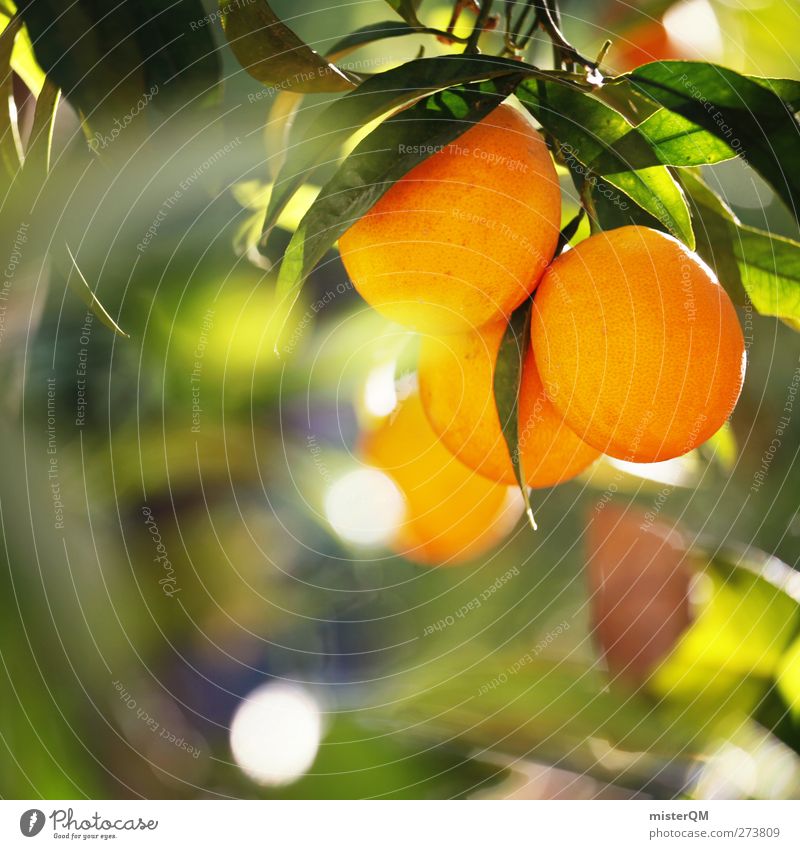 Orange Garden XI Umwelt Natur Klima Klimawandel Schönes Wetter ästhetisch Orangensaft Orangenhaut Orangenbaum Orangenscheibe Orangerie Plantage ökologisch
