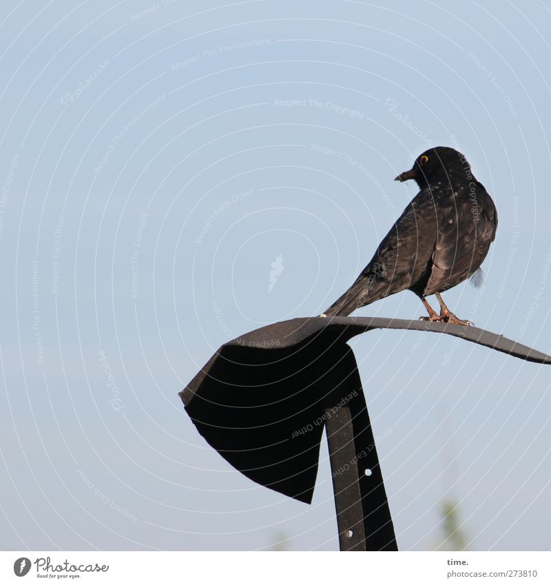 Zauselamsel Tier Wildtier Vogel Flügel Amsel gefiedert 1 Metall beobachten hocken sitzen stehen Einsamkeit Pause Wachsamkeit Farbfoto Außenaufnahme Nahaufnahme