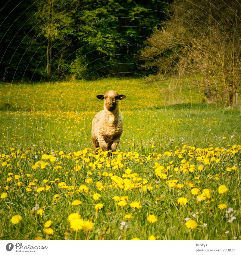 Solist Natur Frühling Sommer Schönes Wetter Löwenzahn Wald Nutztier Schaf 1 Tier beobachten Blick stehen frei frisch positiv gelb grün Wachsamkeit unschuldig