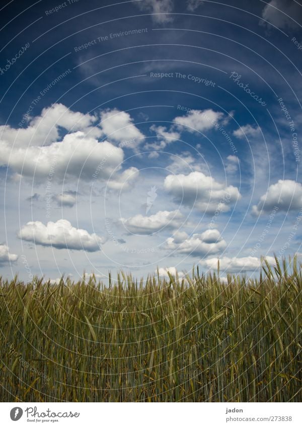 wolkig. harmonisch Erholung Umwelt Natur Landschaft Himmel Wolken Frühling Schönes Wetter Pflanze Nutzpflanze Getreide Getreidefeld Feld Unendlichkeit blau grün