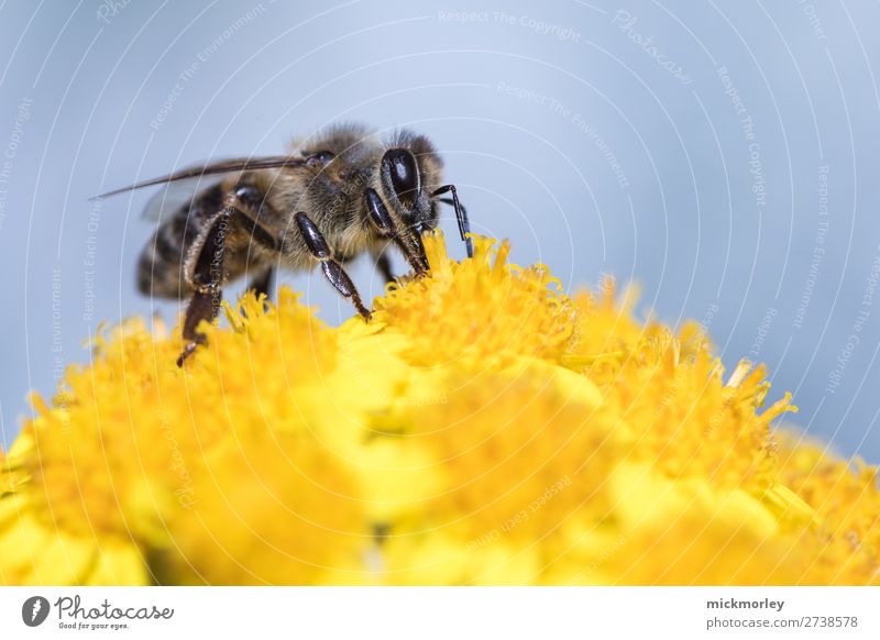 Biene im gelben Meer Leben Sommer Umwelt Natur Tier Frühling Schönes Wetter Grünpflanze Garten Park Wald Wildtier 1 Arbeit & Erwerbstätigkeit Blühend