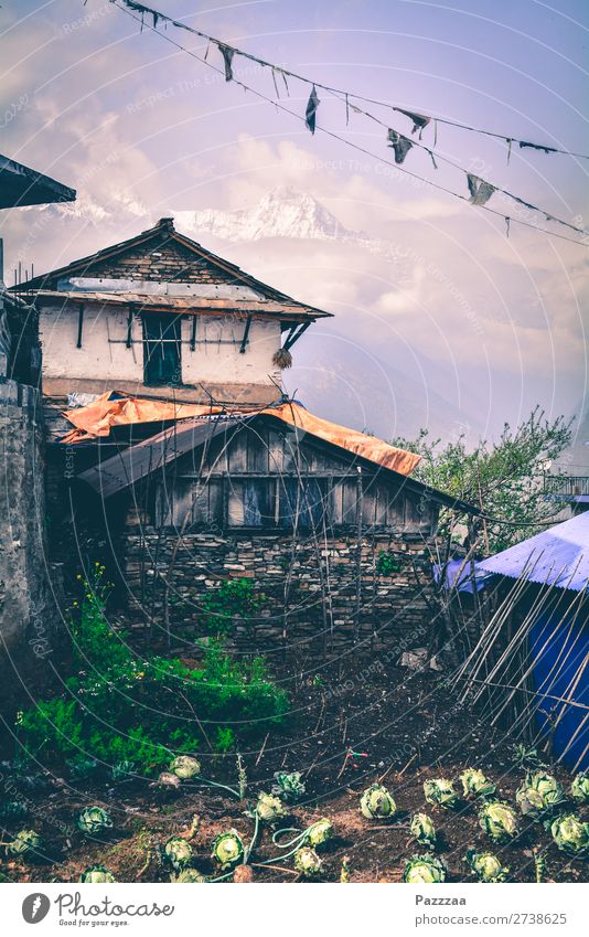 Bauernhäuschen in Ghandruk mit Annapurna im Hintergrund Berge Hochgebirge Sonnenlicht Gebirge asien Nepal Himalaya Gipfel Hütte Bergbauer Beet selbstversorgung