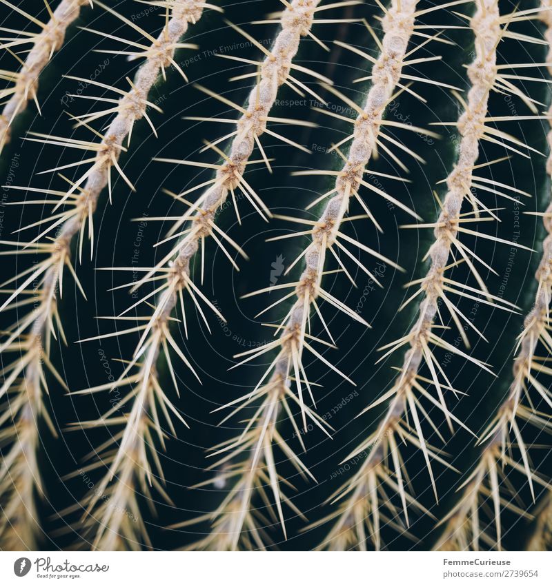 Close-up of the spines of a cactus Natur Nahaufnahme Stachel Kaktus Pflanze Spitze stachelig Strukturen & Formen grün Farbfoto Innenaufnahme
