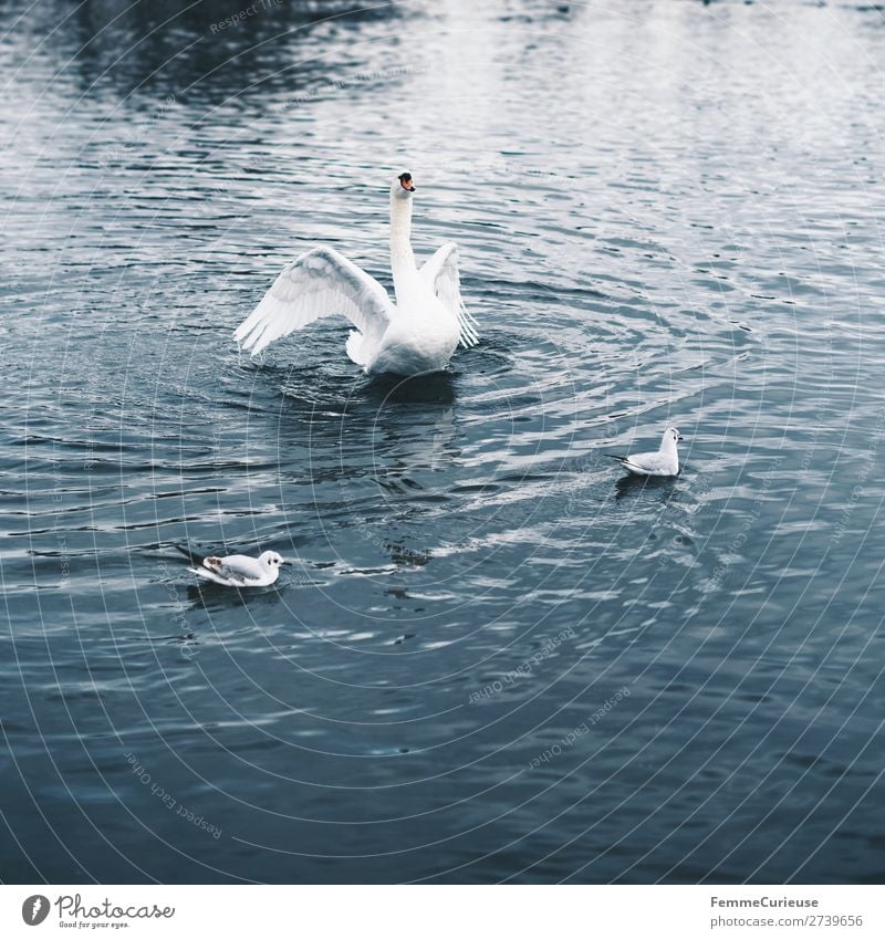 A swan in a pond flapping its wings Natur Tier Schwan Feder weiß Teich See Im Wasser treiben Vogel Farbfoto Außenaufnahme Textfreiraum unten Zentralperspektive