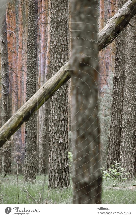 Der Quertreiber Baum Baumstamm Wald quer Neigung diagonal Individualist gegeneinander nicht mainstream Natur umfallen willma... schräg