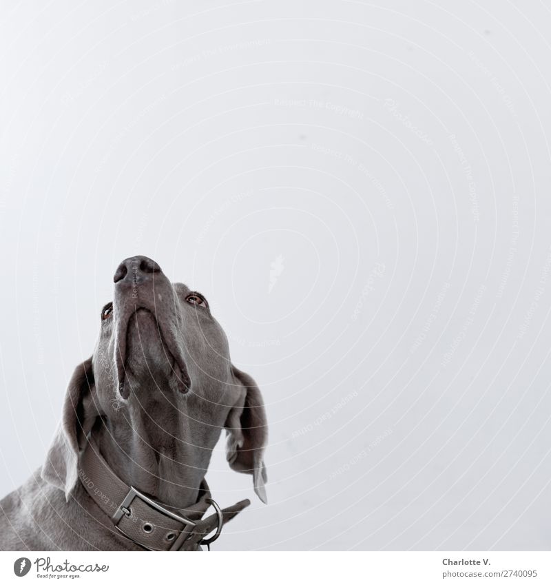 Wo bleibt mein | Betthupferl Tier Haustier Hund 1 beobachten Denken Blick warten einfach elegant natürlich Sauberkeit schön grau Gefühle Coolness loyal