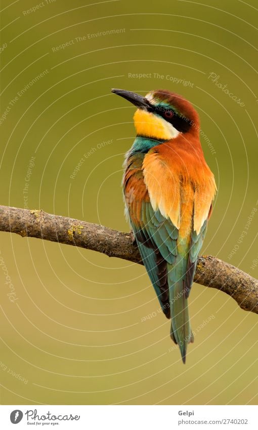 Porträt eines bunten Vogels exotisch schön Freiheit Natur Tier Biene glänzend füttern hell wild blau gelb grün rot weiß Farbe Tierwelt Bienenfresser Apiaster