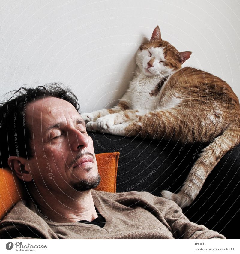 Schlafende Häusliches Leben Freundschaft Kopf 1 Mensch 45-60 Jahre Erwachsene Tier Haustier Katze schlafen träumen Zusammensein braun Zufriedenheit Vertrauen