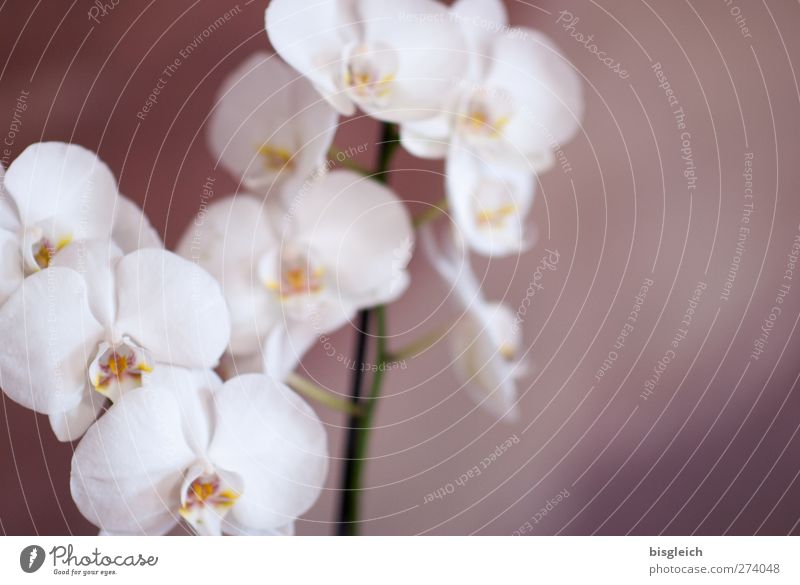 Orchidee Zoo Pflanze Blume Blüte Topfpflanze Blühend braun weiß Intuition Gefühle Romantik Farbfoto Gedeckte Farben Innenaufnahme Menschenleer