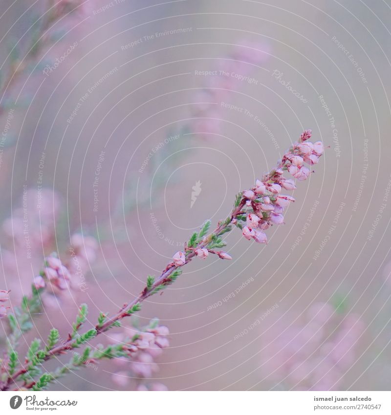 rosa Blumen Blütenblatt Pflanze Garten geblümt Natur Dekoration & Verzierung romantisch Beautyfotografie Zerbrechlichkeit Hintergrund Frühling Sommer Winter