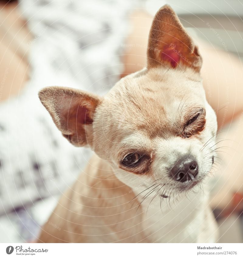 Zwinker... Tier Haustier Hund Tiergesicht Chihuahua Schoßhund 1 Blick klein lustig niedlich Freude Tierliebe Neugier frontal Vorderansicht Neigung Farbfoto