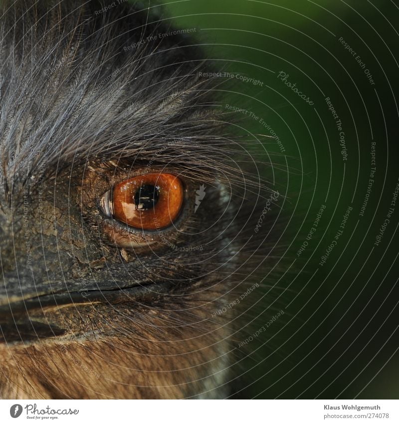 Emu kommt dem Objektiv ganz nahe. Kopf Auge Zoo Vogel 1 Tier beobachten Blick bedrohlich braun gelb orange rot Schnabel Feder Pupille Regenbogenhaut Farbfoto