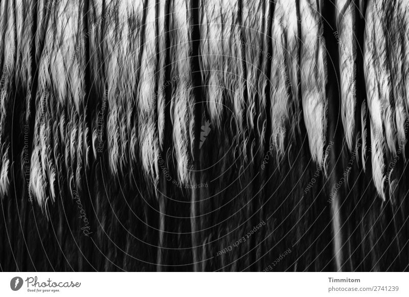 Schwarzer Wald Umwelt Natur Pflanze Herbst Baum dunkel grau schwarz weiß Gefühle Baumstamm kahl Schwarzweißfoto Außenaufnahme Menschenleer Licht Schatten