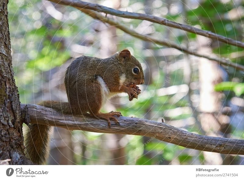 Eichhörnchen / squirrel Umwelt Natur Tier Wildtier ruhig niedlich Nagetiere Waldtier Farbfoto Außenaufnahme Menschenleer Tag Licht Schatten