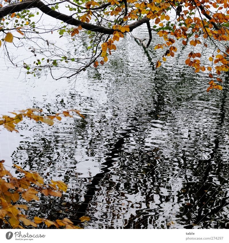 Herbst Umwelt Natur Landschaft Pflanze Urelemente Wasser Klima Baum Wald Wellen Seeufer Holz Bewegung dunkel braun gold schwarz weiß ruhig Endzeitstimmung