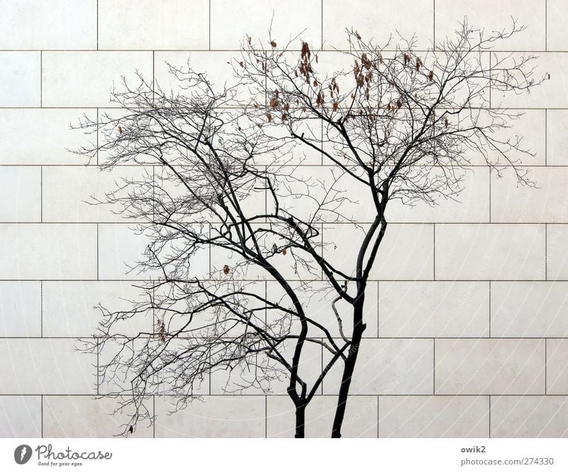 Nullwachstum Natur Pflanze Baum Zweige u. Äste Bauwerk Gebäude Mauer Wand Fassade modern Moderne Architektur Stein Holz dehydrieren trist trocken Stadt grau