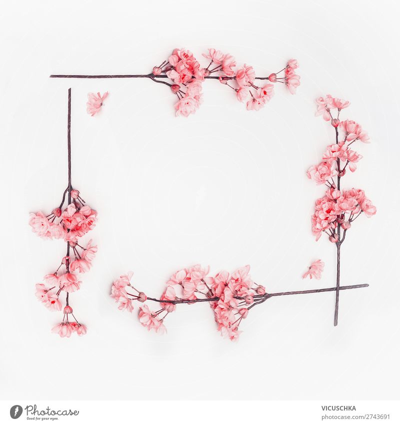 Rosa Frühlingsblüten Rahmen auf weiß Stil Design Sommer Dekoration & Verzierung Blüte rosa Hintergrundbild Composing Kirschblüten Vor hellem Hintergrund