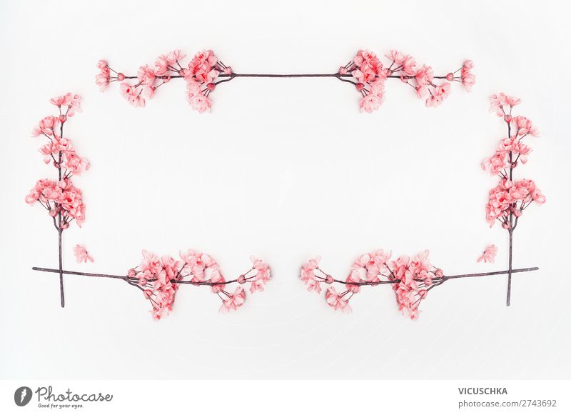 Rosa Blüten Rahmen auf weiß Stil Design Dekoration & Verzierung Feste & Feiern Natur Pflanze Frühling Sommer trendy rosa Hintergrundbild Composing Kirschblüten