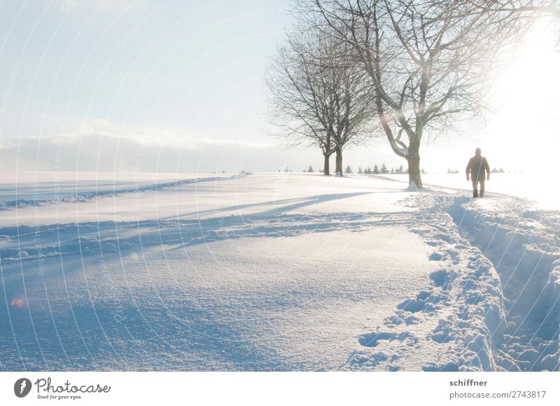 Pfadfinder Mensch maskulin 1 Umwelt Natur Landschaft Pflanze Winter Schönes Wetter Eis Frost Schnee Baum gehen weiß Schneelandschaft Schneedecke Wege & Pfade