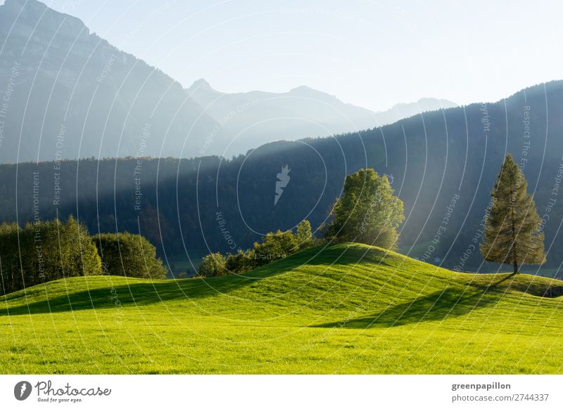 Bregenzer Wald - Schattenspiele Umwelt Natur Landschaft Sonnenlicht Frühling Sommer Herbst Baum Gras Wiese Hügel Alpen Berge u. Gebirge Gipfel Bizau Bezau