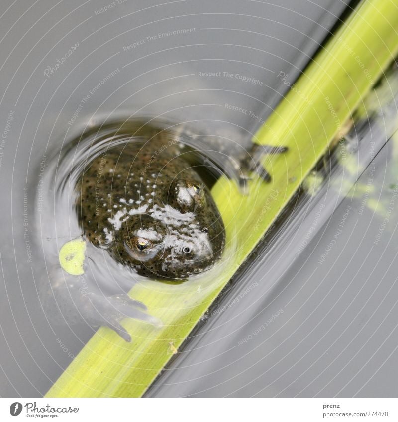 bin baden Umwelt Natur Tier Wasser Teich Wildtier Frosch 1 Schwimmen & Baden grau grün Rotbauchunke Kopf Auge Farbfoto Außenaufnahme Menschenleer