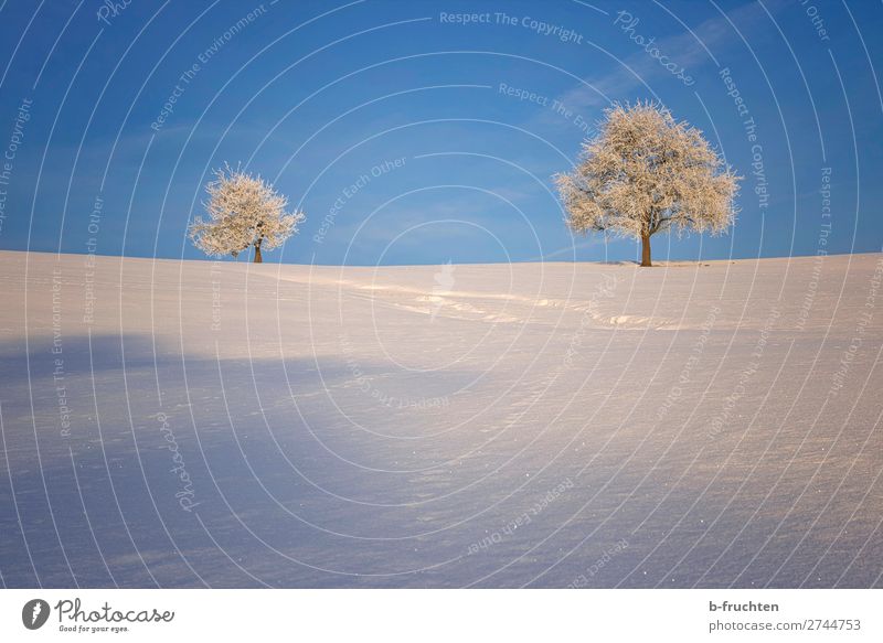 Winterlandschaft harmonisch ruhig Ferien & Urlaub & Reisen Schnee Natur Himmel Schönes Wetter Eis Frost Baum Hügel Berge u. Gebirge Blick wandern Freundlichkeit