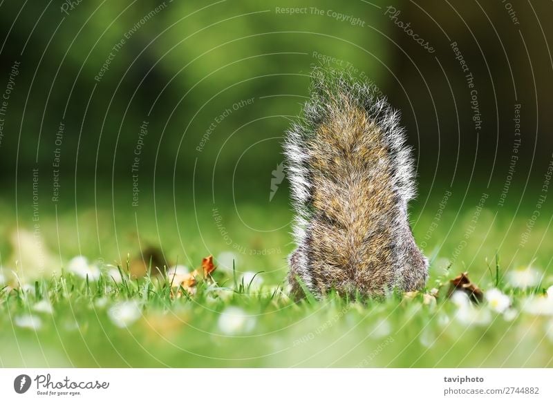 grauer Eichhörnchenschwanz im Gras schön Natur Tier Park Wald Pelzmantel Haustier Wildtier sitzen klein lustig natürlich niedlich wild braun grün Einsamkeit