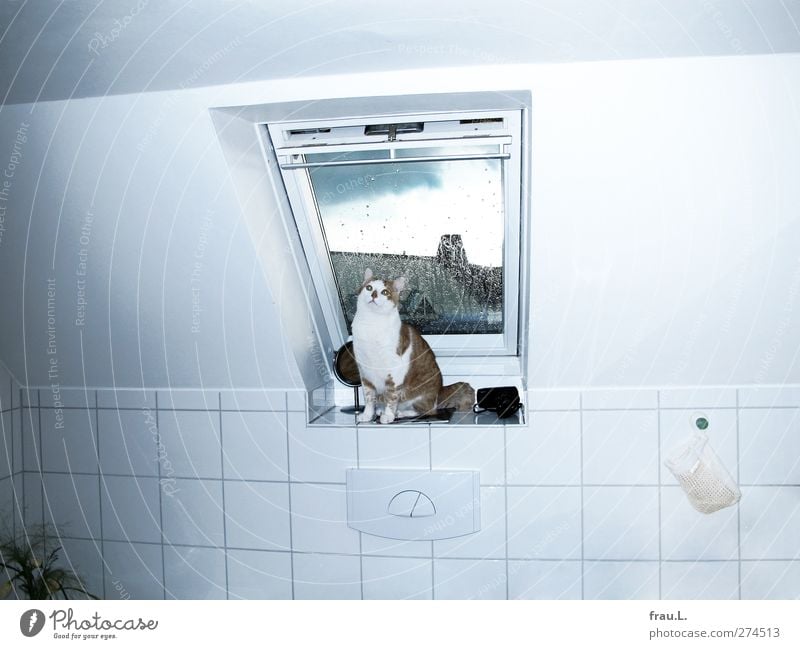geblitzt Tier Haustier Katze 1 sitzen klein Neugier Gelassenheit Hauskatze staunen beobachten Bad Fenster Farbfoto Innenaufnahme Blitzlichtaufnahme