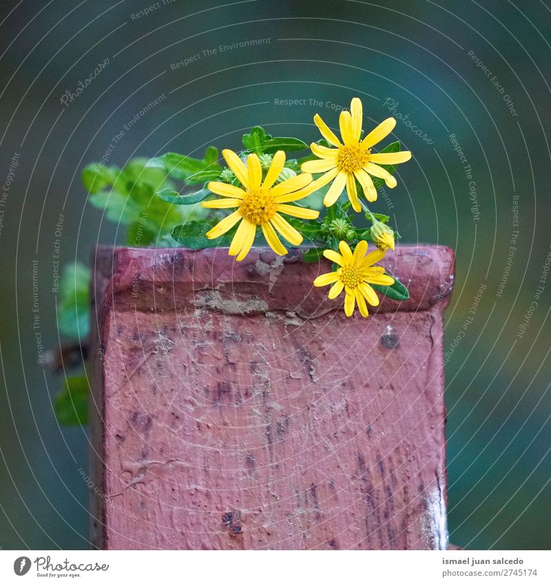 gelbe Blumen Pflanze Blütenblatt Garten geblümt Natur Dekoration & Verzierung romantisch Beautyfotografie Zerbrechlichkeit Hintergrund Frühling Sommer Winter