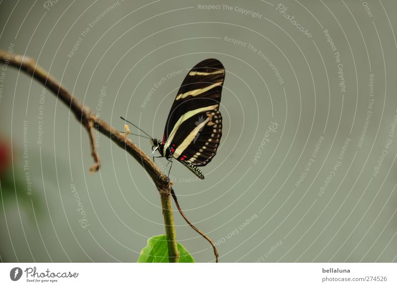 Zwischenstop Pflanze Blatt Tier Wildtier Schmetterling Flügel 1 sitzen ästhetisch außergewöhnlich elegant exotisch schön natürlich braun grün schwarz weiß Zweig