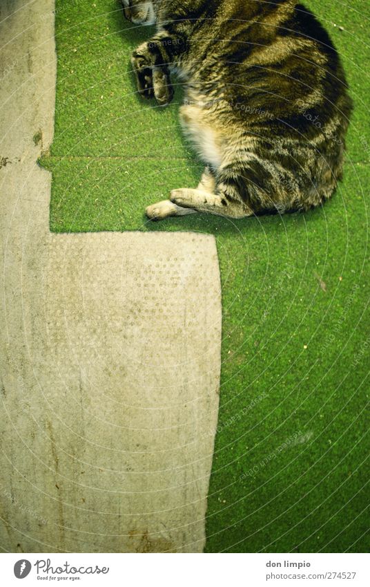 2D-katze Teppich Bodenbelag Fell Tier Haustier Katze 1 genießen liegen schlafen springen sportlich einfach kuschlig unten grau grün Willensstärke Leichtigkeit