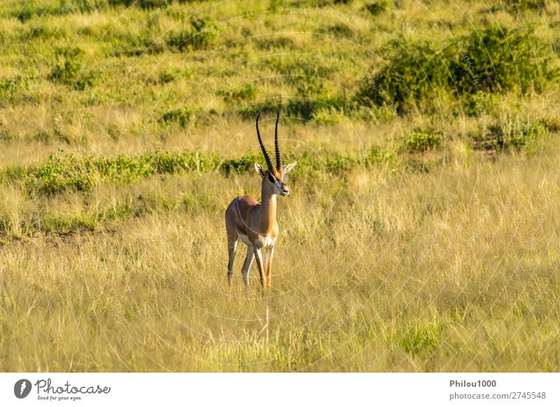 Antilope im Profil in der Savanne gesehen schön Safari Frau Erwachsene Mann Natur Tier Park natürlich wild Samburu Afrika Afrikanisch Antilopen Fauna Gazellen