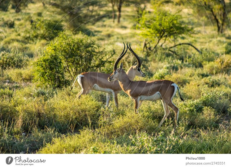 Überquerung von zwei Antilopen in der Savanne schön Safari Frau Erwachsene Mann Natur Tier Park natürlich wild Samburu Afrika Afrikanisch Fauna Gazellen Kopf