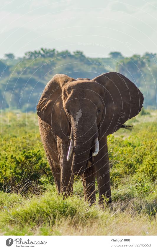 Ein alter Elefant in der Savanne des Samburu Parks. Spielen Ferien & Urlaub & Reisen Safari Natur Tier groß Afrika Afrikanisch Schlacht Verhalten kämpfen