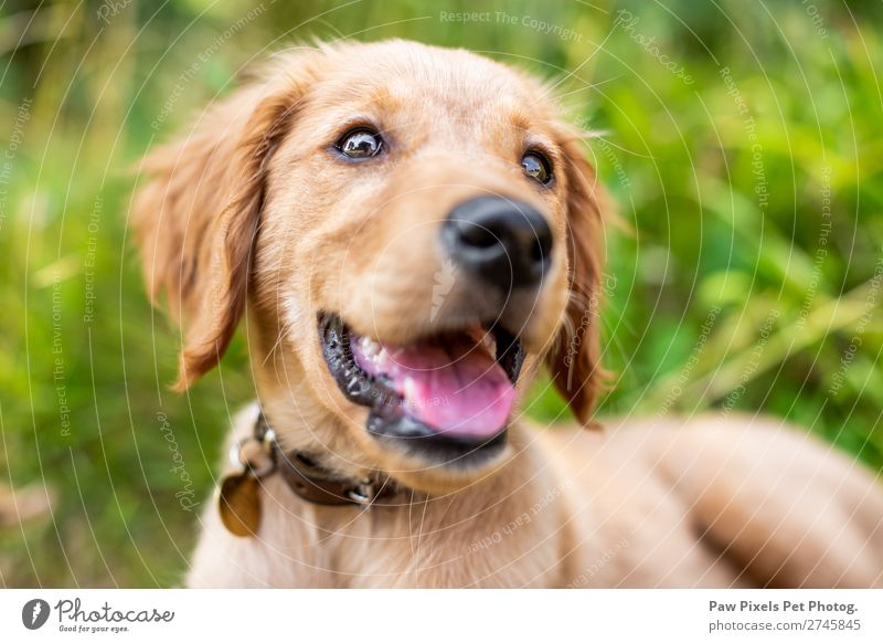 Golden Retriever Welpenporträt Tier Hund Tiergesicht Fell 1 Tierjunges Lächeln liegen niedlich Fröhlichkeit Zufriedenheit Freundschaft gehorsam Farbfoto