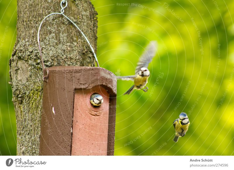 Flugschau II Umwelt Natur Baum Tier Vogel 1 3 Tierpaar fliegen niedlich Glück Fröhlichkeit Zufriedenheit fleißig Liebe Häusliches Leben Nest Brutkasten Meisen