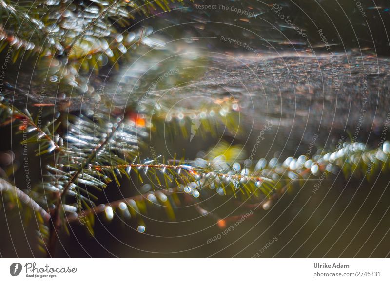 Natur - Lichtspiel im Wald Design Wellness harmonisch Erholung ruhig Dekoration & Verzierung Pflanze Wassertropfen Herbst Winter Regen Baum Tannenzweig